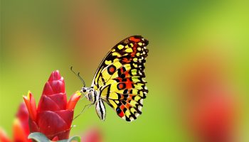 Nice_Butterfly_on_Flower_HD_Wallpaper